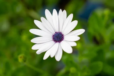 Daisy Field 4K Wallpaper · flowers · 3840×2560