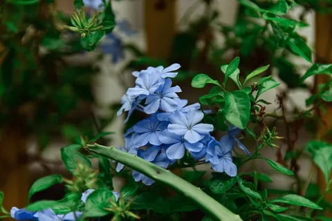 Hydrangea 4K Wallpaper · flowers · 3840×2560