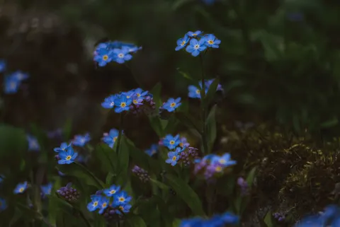 Hydrangea 4K Wallpaper · flowers · 3840×2565