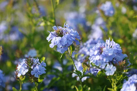 خلفية الكوبية بدقة 4K · flowers · 3840×2561