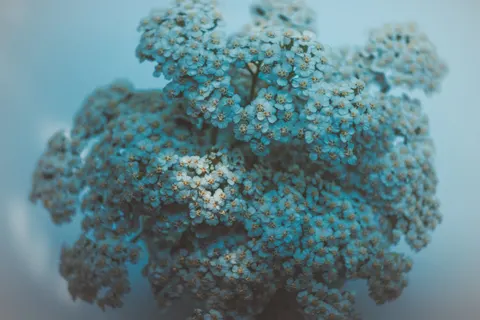 Hydrangea 4K Wallpaper · flowers · 3840×2560