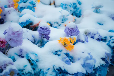 Hydrangea 4K Wallpaper · flowers · 3840×2563