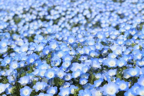 Hydrangea 4K Wallpaper · flowers · 3840×2560