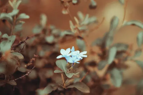 Hydrangea 4K Wallpaper · flowers · 3840×2560