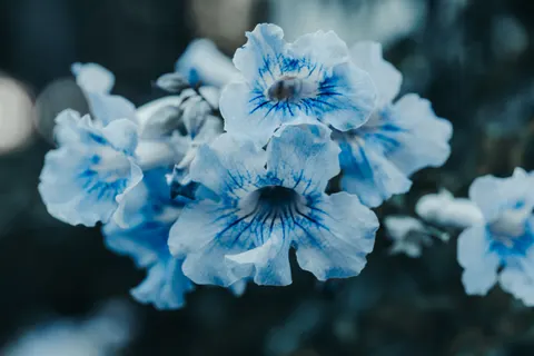 Hydrangea 4K Wallpaper · flowers · 3840×2560