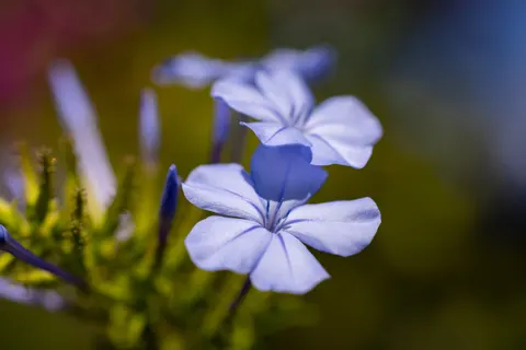 Hydrangea 4K Wallpaper · flowers · 3840×2561