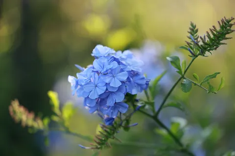 Hydrangea 4K Wallpaper · flowers · 3840×2561