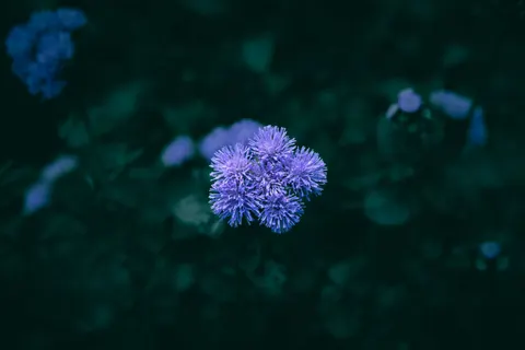 Hydrangea 4K Wallpaper · flowers · 3840×2560