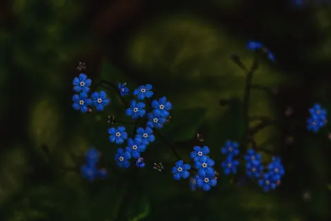 Hydrangea 4K Wallpaper · flowers · 3840×2565