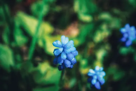 हाइड्रेंजिया 4K वॉलपेपर · flowers · 3840×2560