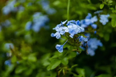 Hydrangea 4K Wallpaper · flowers · 3840×2560