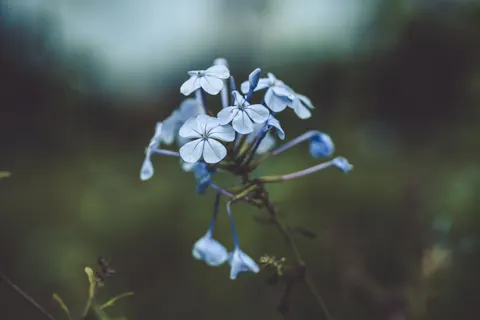 Hydrangea 4K Wallpaper · flowers · 3840×2560