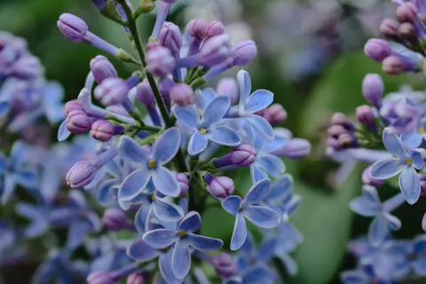 Hydrangea 4K Wallpaper · flowers · 3840×2560