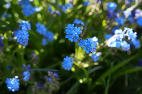 Hydrangea 4K Wallpaper · flowers · 3840×2560