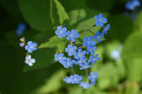 Hydrangea 4K Wallpaper · flowers · 3840×2560