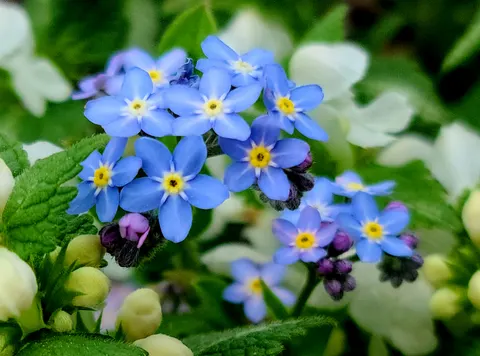 Hydrangea 4K Wallpaper · flowers · 3840×2847