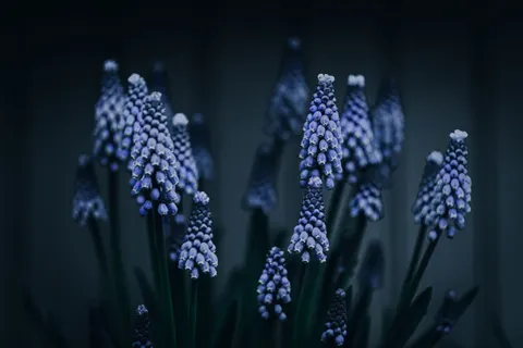 Hortensia 4K-achtergrond · flowers · 3840×2560