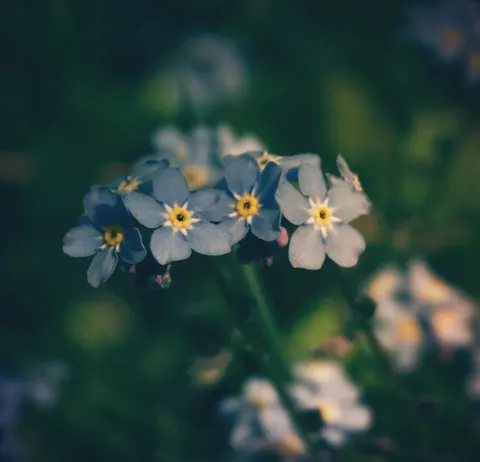 Hydrangea 4K Wallpaper · flowers · 3840×3701