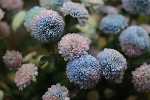 Wallpaper Hortensia 4K · flowers · 3840×2560