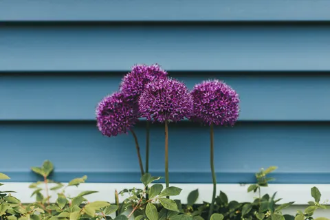 Hydrangea 4K Wallpaper · flowers · 3840×2560