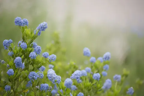 Hydrangea 4K Wallpaper · flowers · 3840×2562