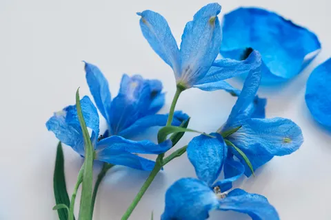 Hydrangea 4K Wallpaper · flowers · 3840×2560