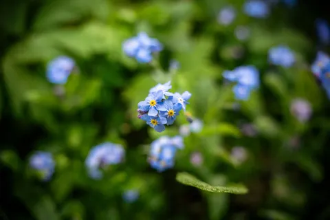 Hydrangea 4K Wallpaper · flowers · 3840×2560