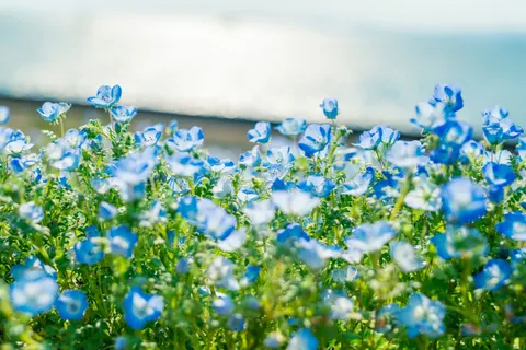 Hydrangea 4K Wallpaper · flowers · 3840×2560