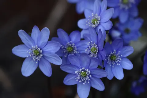 Hydrangea 4K Wallpaper · flowers · 3840×2560