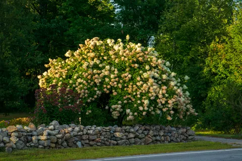 Hydrangea 4K Wallpaper · flowers · 3840×2560