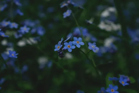 Hydrangea 4K Wallpaper · flowers · 3840×2560