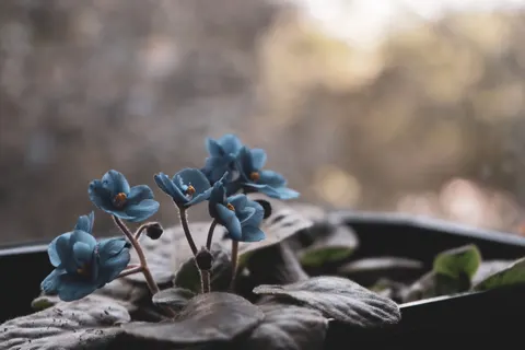 Hydrangea 4K Wallpaper · flowers · 3840×2560