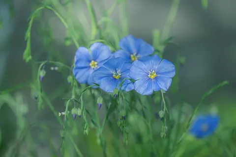 Hydrangea 4K Wallpaper · flowers · 3840×2560