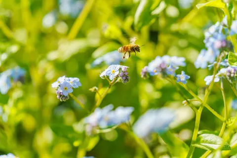Hydrangea 4K Wallpaper · flowers · 3840×2560
