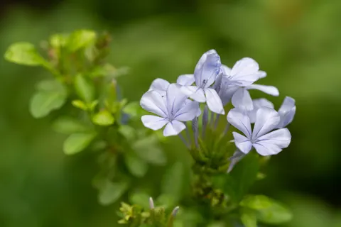 Hydrangea 4K Wallpaper · flowers · 3840×2560