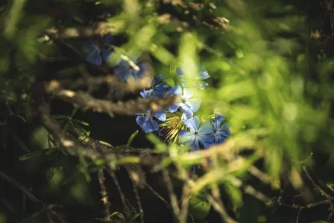 Hydrangea 4K Wallpaper · flowers · 3840×2560