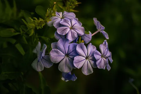 Hydrangea 4K Wallpaper · flowers · 3840×2560
