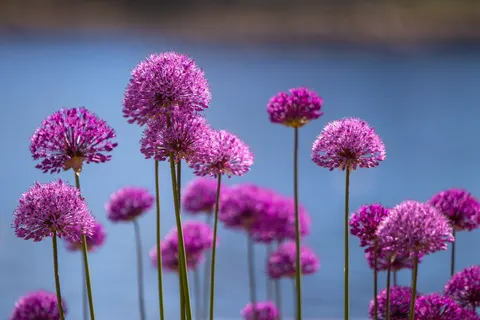 Hydrangea 4K Wallpaper · flowers · 3840×2560
