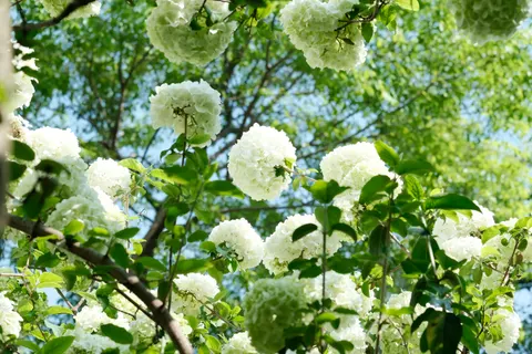 Hydrangea 4K Wallpaper · flowers · 3840×2560