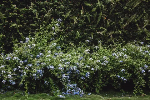 Hydrangea 4K Wallpaper · flowers · 3840×2560