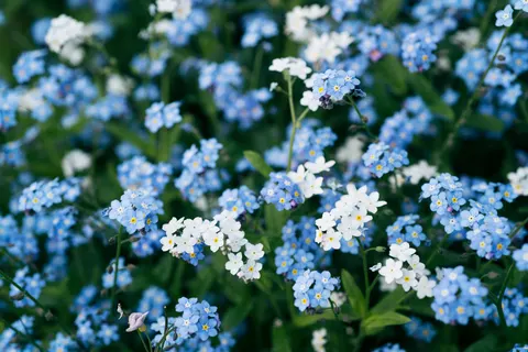 Hydrangea 4K Wallpaper · flowers · 3840×2560
