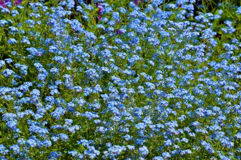 Hydrangea 4K Wallpaper · flowers · 3840×2560
