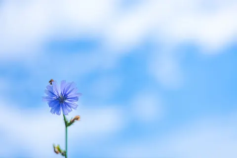 Hydrangea 4K Wallpaper · flowers · 3840×2560