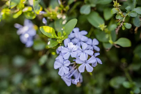 Hortensia 4K-achtergrond · flowers · 3840×2560