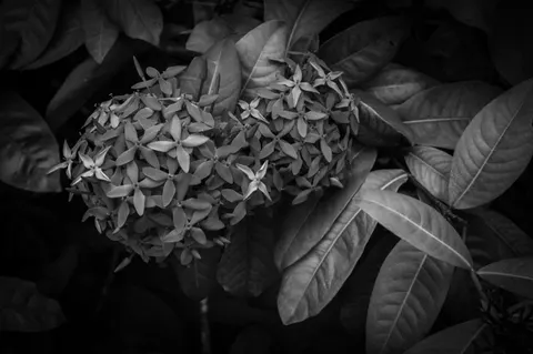 Hydrangea 4K Wallpaper · flowers · 3840×2553