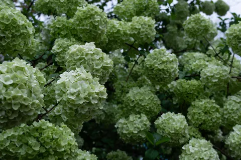 Hydrangea 4K Wallpaper · flowers · 3840×2553