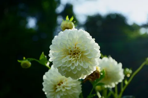 Dahlia 4K Wallpaper · flowers · 3840×2560