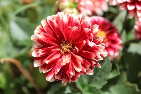Dahlia 4K Wallpaper · flowers · 3840×2560