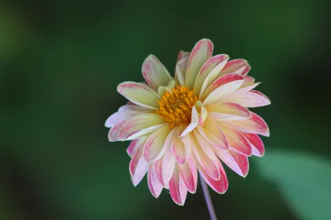 Dahlia 4K Wallpaper · flowers · 3840×2560