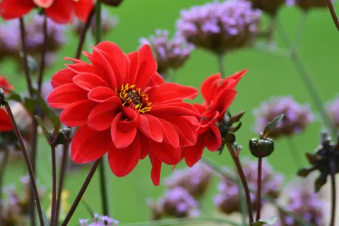Dahlia 4K Wallpaper · flowers · 3840×2560
